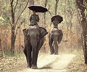Elephants with their mahouts in Sal forest Chitwan Nepal