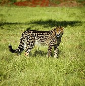 King cheetah De Wildt Cheetah & Wildlife Centre South Africa
