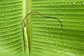 Detail of a banana leaf after a rain Benin