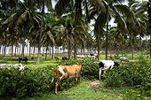 Herd of Cows in a coconut plantation Benin