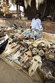 Sale items for voodoo rituals in Benin ; There are heads of mammals (dogs, cats, primates ...) and others (crocodiles, sharks, birds ...) and many other animal in a state of decomposition more or less advanced. 