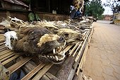 Sale items for voodoo rituals in Benin ; There are heads of mammals (dogs, cats, primates ...) and others (crocodiles, sharks, birds ...) and many other animal in a state of decomposition more or less advanced.