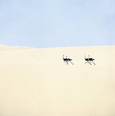 Autruches courant sur une dune Désert du Namib Namibie