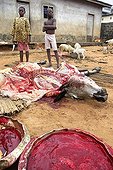 Children participating in the butchering of a cow in Ouidah Benin