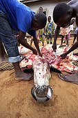 Butchering a Cow in Ouidah Benin 