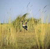 Saddle-billed storks Okavango delta Botswana
