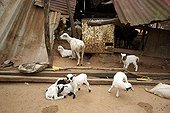 Dwarf goats released at Ouidah in Benin