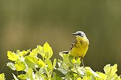 Yellow Wagtail Teich Ornithological Park France