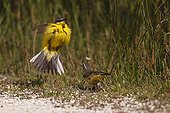 Yellow Wagtail in courtship France