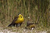 Yellow Wagtail in courtship France