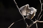 Litllet egret on a branch France