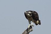 Osprey on a branch France