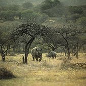 Black rhinoceros and calf Hluhluwe-Umfolozi South Africa