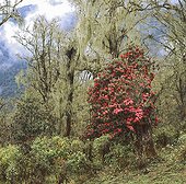 Rhododendron in the cloud forest Pele La Pass Central Bhutan ; Altitude: 3 450 m