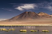 Flock of Andean Flamingos the frozen lake on in altiplano