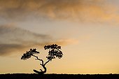 Lonely Ponderosa Pine tree in silhouette at sunset USA