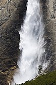 Upper fall and ponderosa pine in the Yosemite NP USA