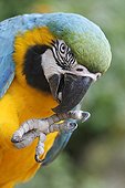Blue-and-yellow Macaw holding a pebble in her beak France