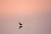 Eurasian Curlew at dawn in the marshes Presque-isle of Giens