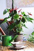 Anthurium in bloom on a balcony