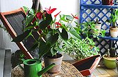 Anthurium in bloom on a balcony