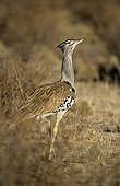 Kori Bustard in the NP Kalagadi South Africa