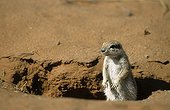 South African Ground Squirrel in Kgalagadi NP South africa