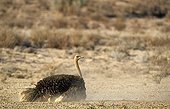 Ostrich in Kgalagadi NP South africa