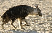 Striped Hyaena in Kgalagadi NP South africa