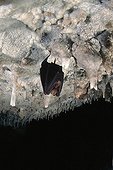 Lesser Horseshe Bat hanging in a cave Sardinia