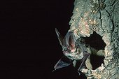 Brown big-eared bat leaving a hollow trunk Sardinia 