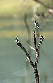 Pied Kingfisher tuned to a tree South africa