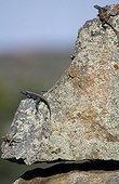 Agama on rock in the Pilanesberg NP South africa