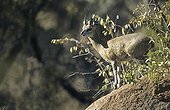 Klipspringer in the Pilanesberg NP South africa