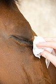 Cleaning the eye of Cheval France