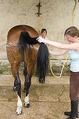 Cleaning Horse with jet France 