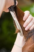 Size hairs of a horse's ears France