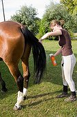 Disentangling the tail of a horse France