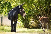 Two Donkeys in an orchard Champagne-Ardenne France