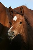Foal and mare in Marne France