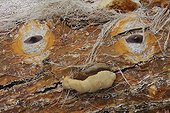 Driftwood evoking a face in Bali Indonesia 