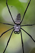 Nephila on his canvas in Bali Indonesia