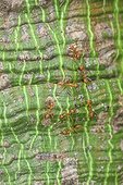 Weaver ants on a trunk Kapokier Indonesia 
