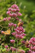 Painted-lady migrating foraging flowers Valerian France