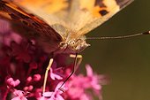 Painted-lady migrating foraging flowers Valerian France
