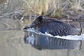 Sanglier traversant un bras mort à la nage Forêt du Rhin