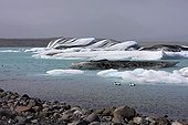 Common Eider males on the lake ice Jokulsarlon Island