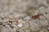 Peacock Butterfly resting on rocks Ardeche France