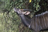 Young Nyala male Forest River Luvuvhu Kruger South Africa