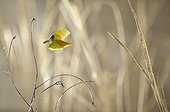 Cleopatra in flight in early spring